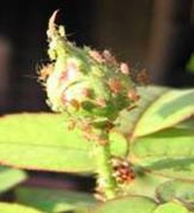 uploads/images/pest/aphids rose.jpg